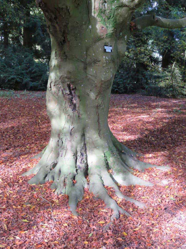 Tree-Roots2