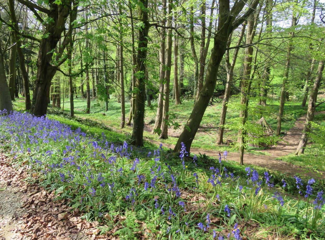 Woodland-in-May